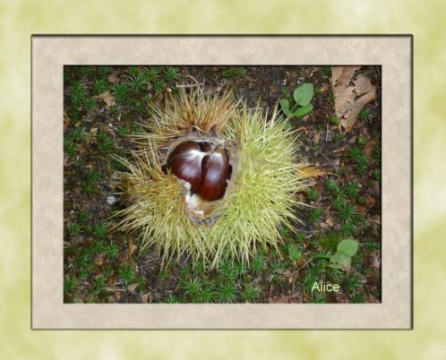 Châtaignes et marrons Chataigne-3