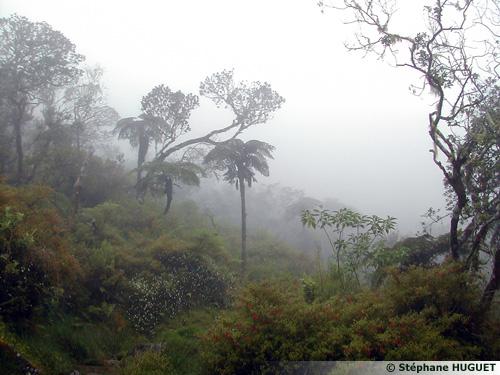 La biodiversité de la forêt primaire de l'Ile de La Réunion incendie-reunion.jpg