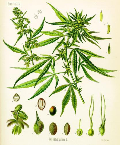 Joli plan de cannabis