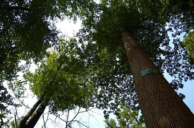 Chêne de la Résistance - Forêt de Tronçais - Allier