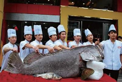 Le plus gros poisson de Chine