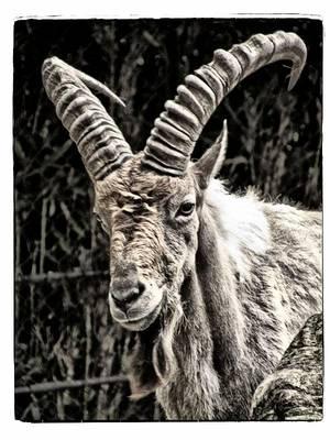 Qui a osé dire : «Nicolas Sarkozy est un bouc émissaire» ? bouc.1288104306.jpg