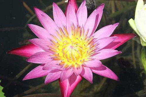 20 au 23 octobre : Province de Sakon-Nakhon: 1e partie. DSCF6077