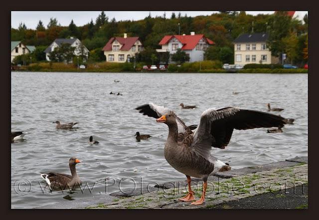 Islande, jour 1! Islande, jour 1!