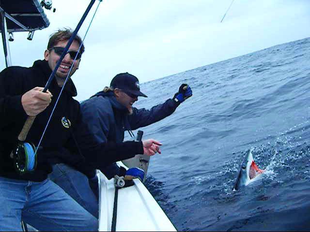 mako2web CINDY AND JASON GOES FOR JAWS – REQUIN À LA MOUCHE !