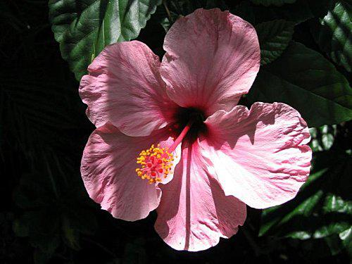 Bell'attitude s'envolle pour l'île de la Réunion. ile_de_la_reunion_fleurs_6.jpg