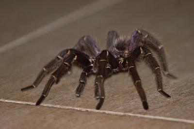 Jo faisait ses valises ... Jo faisait ses valises ...