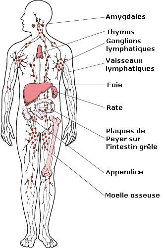 Désintoxiquons notre organisme (2): stimuler votre système lymphatique !
