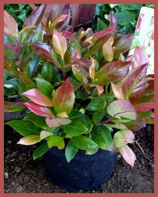 Entre les deux Entre les deux