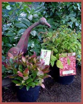 Entre les deux Entre les deux