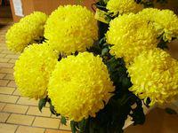 Chrys boules Chrys boules