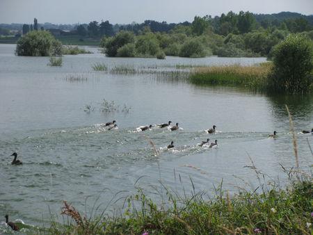 Le Lac de L'Astarac, un écosystème extraordinaire IMG_1385