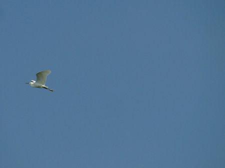 Le Lac de L'Astarac, un écosystème extraordinaire IMG_1391