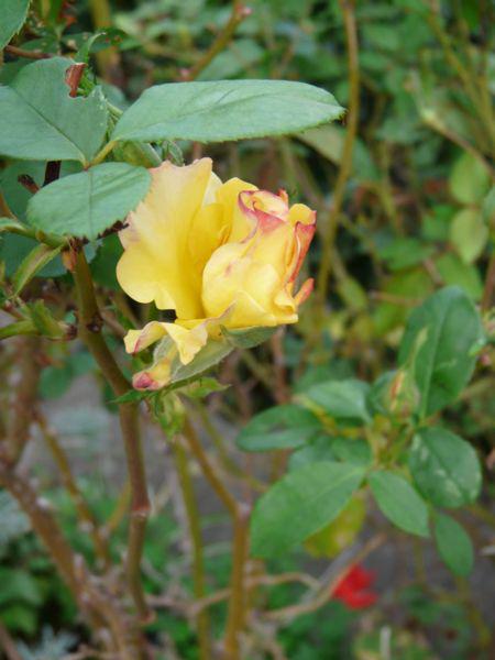 Octobre 2010 : l'automne s'installe... mais les couleurs aussi ! Octobre 2010 : l'automne s'installe... mais les couleurs aussi !