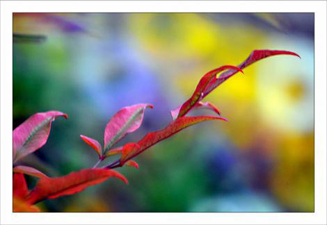 Photos d'Octobre Philippe Ibars Jardins de la Fontaine IBA_6312.jpg