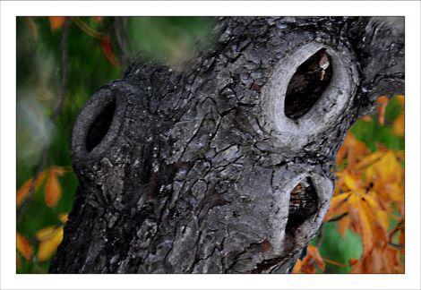 Photos d'Octobre Philippe Ibars Jardins de la Fontaine IBA_6491.jpg