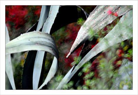 Photos d'Octobre Philippe Ibars Jardins de la Fontaine IBA_6357.jpg