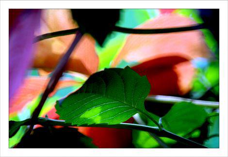 Photos d'Octobre Philippe Ibars Jardins de la Fontaine IBA_6405.jpg