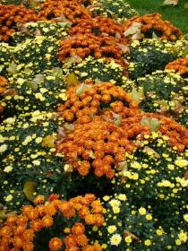 carottes2 Chrysanthème