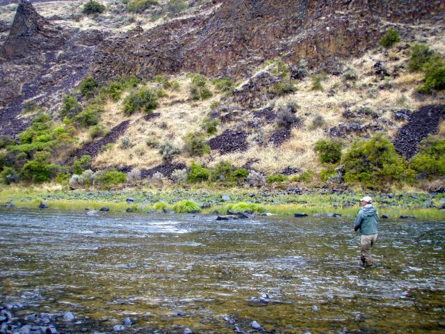 photo 1 MA PREMIÈRE STEELHEAD / MY FIRST STEELHEAD