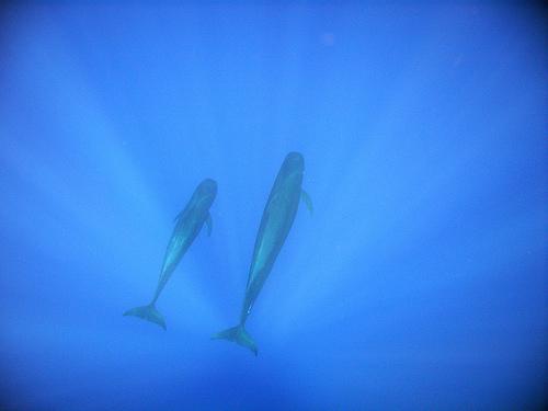 nagoya baleine Sommet de Nagoya : la biodiversité enfin protégée !