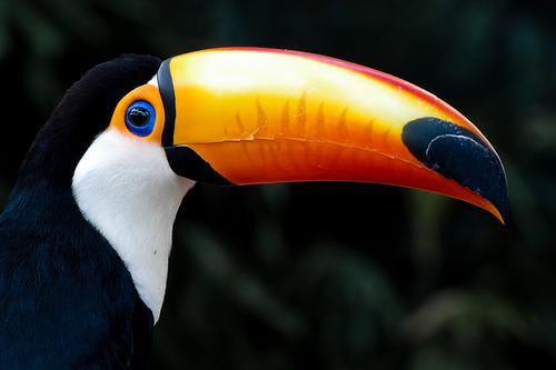 nagoya toucan Sommet de Nagoya : la biodiversité enfin protégée !