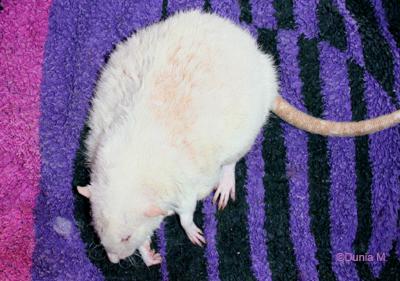 rat avec les systèmes sympathiques et parsympathiques endommagés