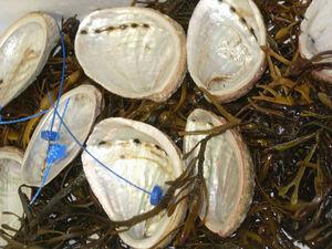 un écrin pour l'ormeau ormeau_coquille