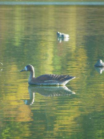 Canard de baignoire ? IMGP2350