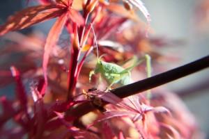 Essai Lensbaby 4/5 : les accessoirestest lensbaby 4 Essai Lensbaby 4/5 : les accessoirestest lensbaby 4