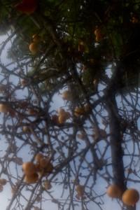 Essai Lensbaby 2/5 : les montures Muse, Composer et Control Freaktest lensbaby 2 Essai Lensbaby 2/5 : les montures Muse, Composer et Control Freaktest lensbaby 2