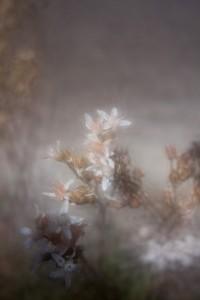 Essai Lensbaby 2/5 : les montures Muse, Composer et Control Freaktest lensbaby 2 Essai Lensbaby 2/5 : les montures Muse, Composer et Control Freaktest lensbaby 2