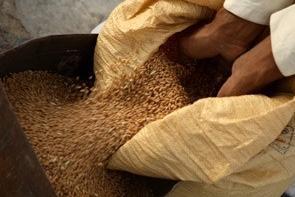 Fao : la perte de biodiversité végétale menace la sécurité alimentaire Fao : la perte de biodiversité végétale menace la sécurité alimentaire