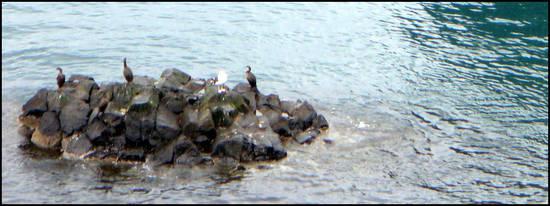 islande-anarstapi-cormorans.1287132915.jpg