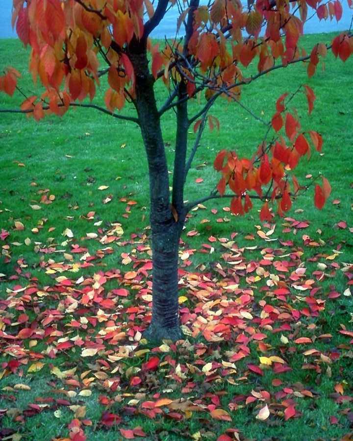 les feuilles d'automne emportées par le vent...