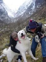 chien de montagne des Pyrénées