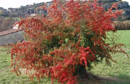 Automne en couleurs 30640_103068263074444_100001138124703_25620_4541434_n.1288619731.jpg