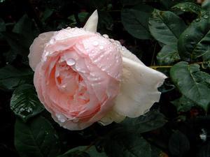 Les chants de Selma. Ossian Rose-jardin-photoadamante0011.jpg