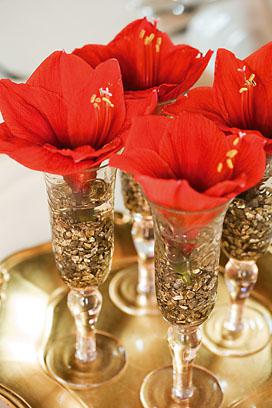 Hippaestrum-02_272 Hippaestrum-02_272