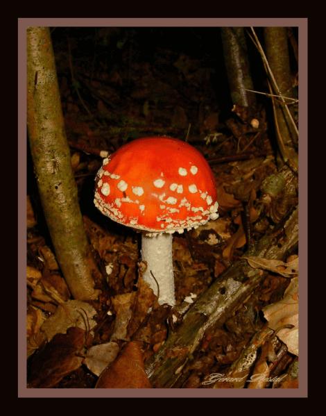 Chefs d’œuvre d’automne images-3-0292un-ch-copie.gif