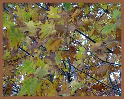 Il y a quelques jours, le mélange des couleurs associé à ... Il y a quelques jours, le mélange des couleurs associé à ...