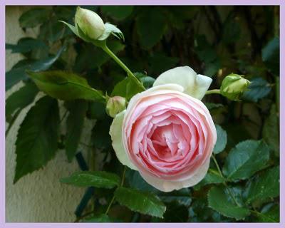 Il y a quelques jours, le mélange des couleurs associé à ... Il y a quelques jours, le mélange des couleurs associé à ...