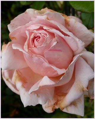 Il y a quelques jours, le mélange des couleurs associé à ... Il y a quelques jours, le mélange des couleurs associé à ...