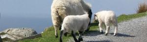 Les moutons et l’Irlande…