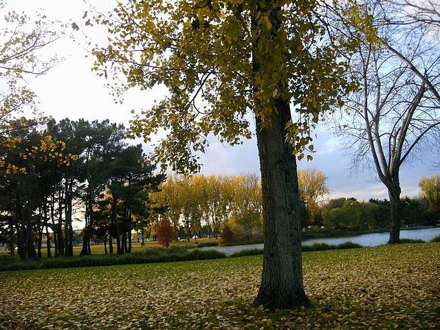 le thoreau par l'écorne le thoreau par l'écorne