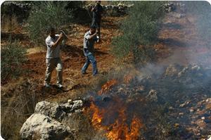 Rapport: La terre brûlée, une nouvelle politique sioniste contre les Palestiniens