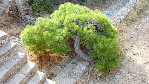 Spinalonga arbre.JPG
