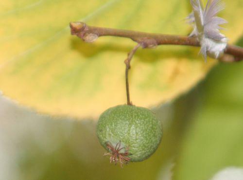 actinidia fruit 5 nov 2010 009.jpg