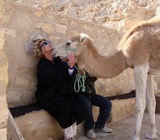 SAHARA douceur...quand les dromadaires font des câlins