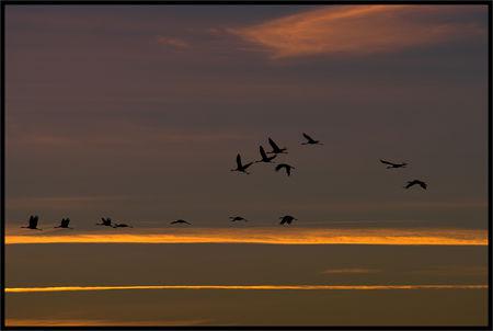 Un matin au lac du Der K20D7050